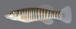 Fundulus zebrinus Plains Killifish 4815ws