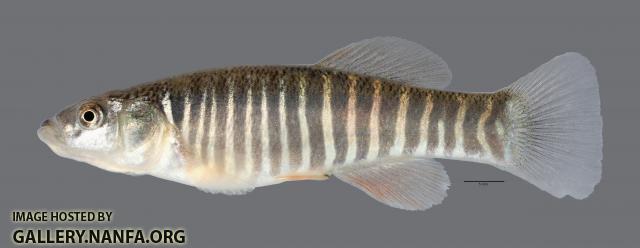 Fundulus zebrinus Plains Killifish 4815ws