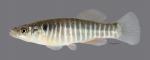 Fundulus zebrinus Plains Killifish 4890ws