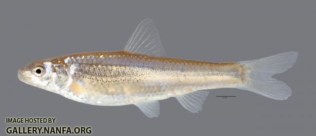 Hybognathus placitus Plains Minnow 4630ws