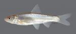 Hybognathus placitus Plains Minnow 4980ws