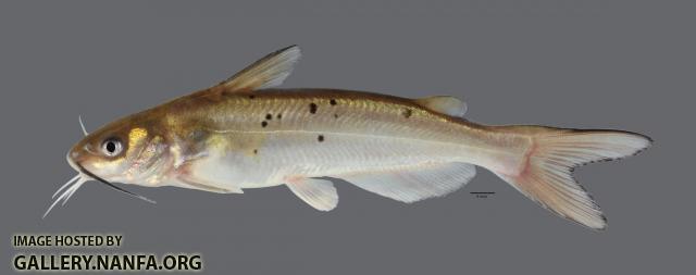 Ictalurus punctatus Channel Catfish 5144ws