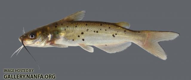 Ictalurus punctatus Channel Catfish 5188