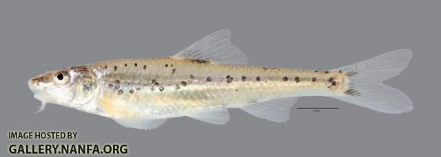 Macrhybopsis australis Prairie Chub 4333ws