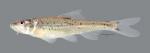 Macrhybopsis australis Prairie Chub 4403ws