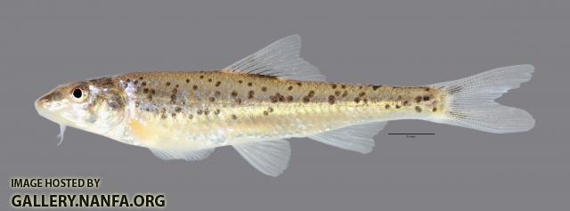 Macrhybopsis australis Prairie Chub 4867ws