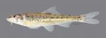 Macrhybopsis australis Prairie Chub 4867ws