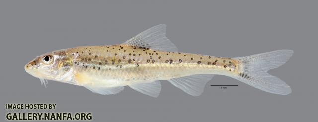 Macrhybopsis australis Prairie Chub 4901ws