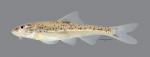 Macrhybopsis australis Prairie Chub 4901ws