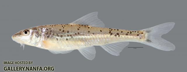 Macrhybopsis australis Prairie Chub 4957ws