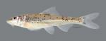 Macrhybopsis australis Prairie Chub 4957ws