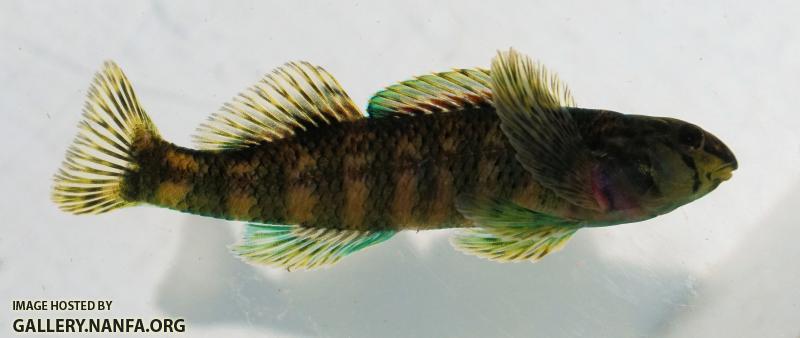 Brighteye Darter