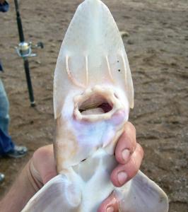 Shovelnose Sturgeon