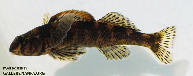 Harlequin Darter