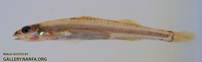 Naked Sand Darter