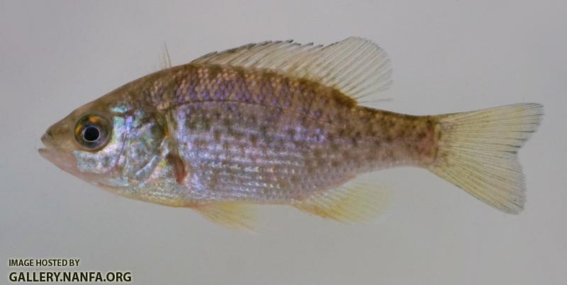 Redear Sunfish