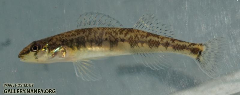 Saddleback Darter