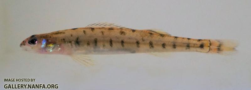 Scaley Sand Darter