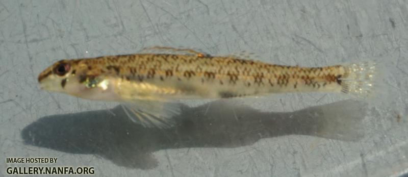 Speckled Darter