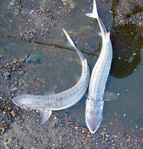 Shovelnose Sturgeon