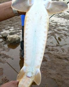 Shovelnose Sturgeon