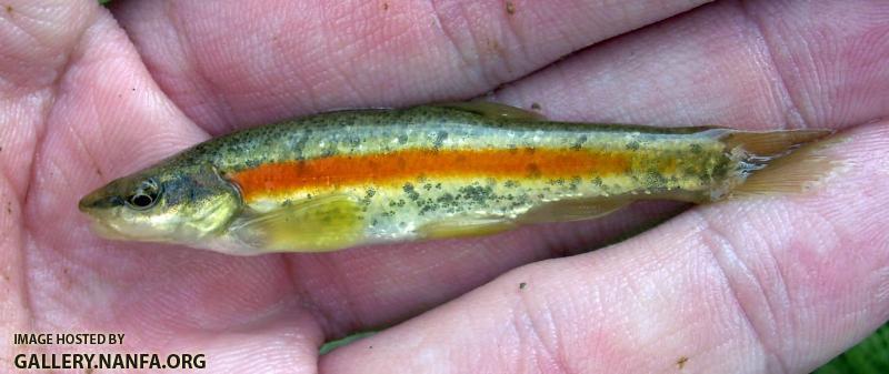 Western Blacknose Dace