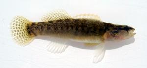 Etheostoma flabellare