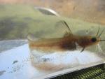 Snail Bullhead