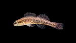 Etheostoma-serrifer