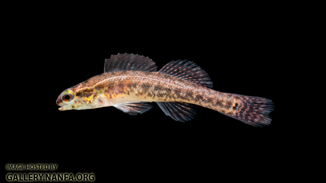 Etheostoma-serrifer