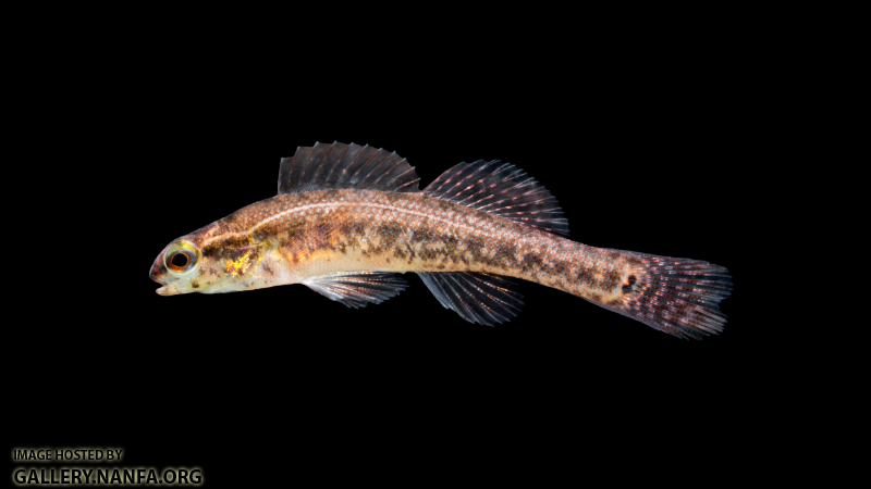 Etheostoma-serrifer