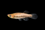 Fundulus-lineolatus