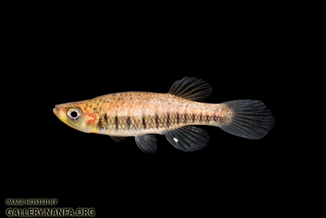 Fundulus-lineolatus