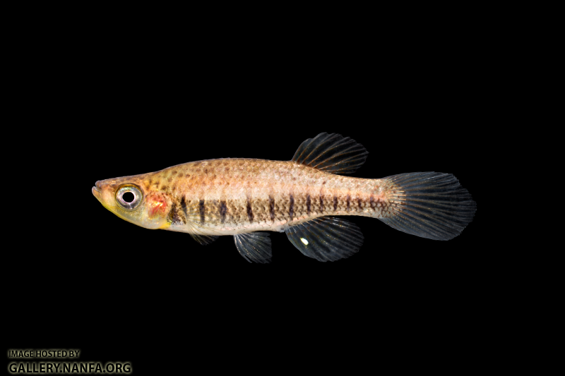 Fundulus-lineolatus