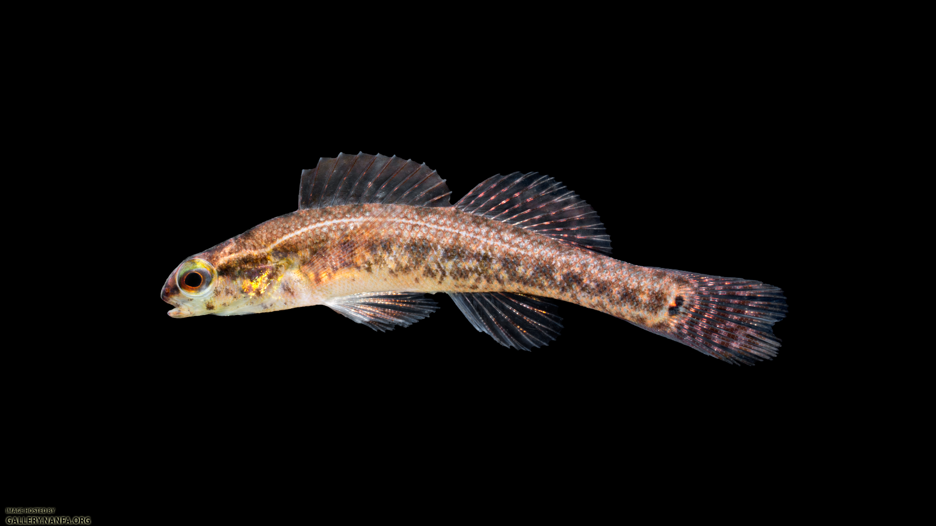 Etheostoma-serrifer