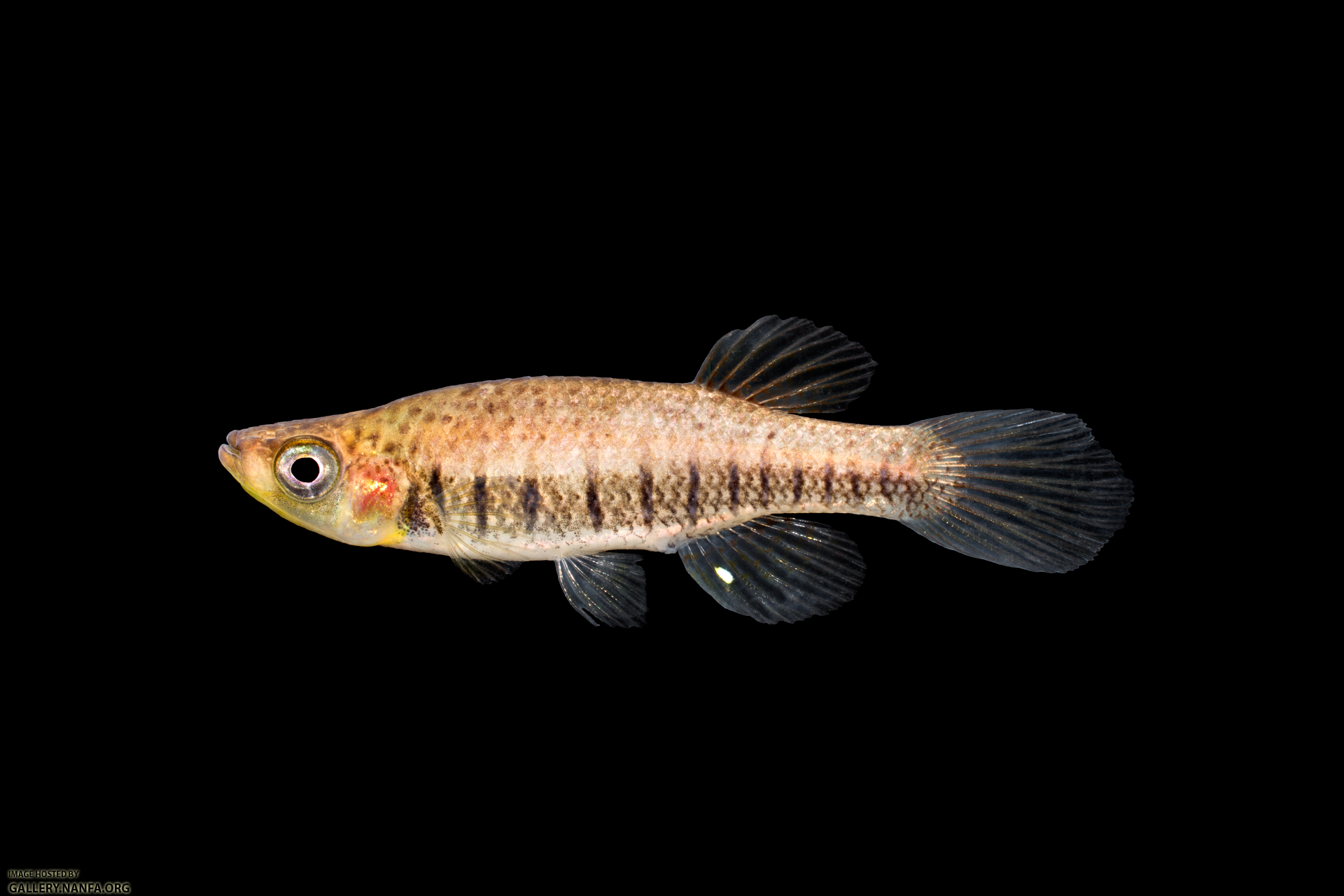 Fundulus-lineolatus.png