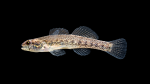 Etheostoma-collis