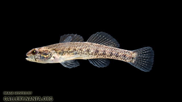 Etheostoma-collis