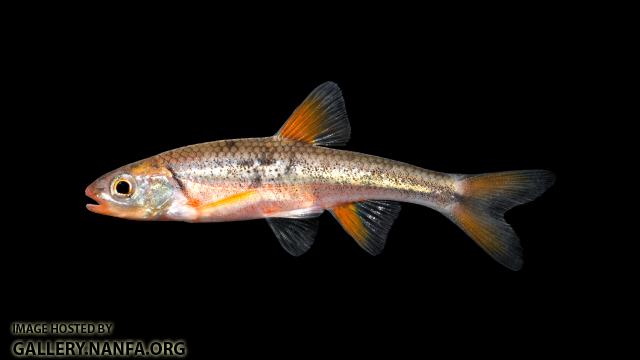 Notropis-chiliticus-03