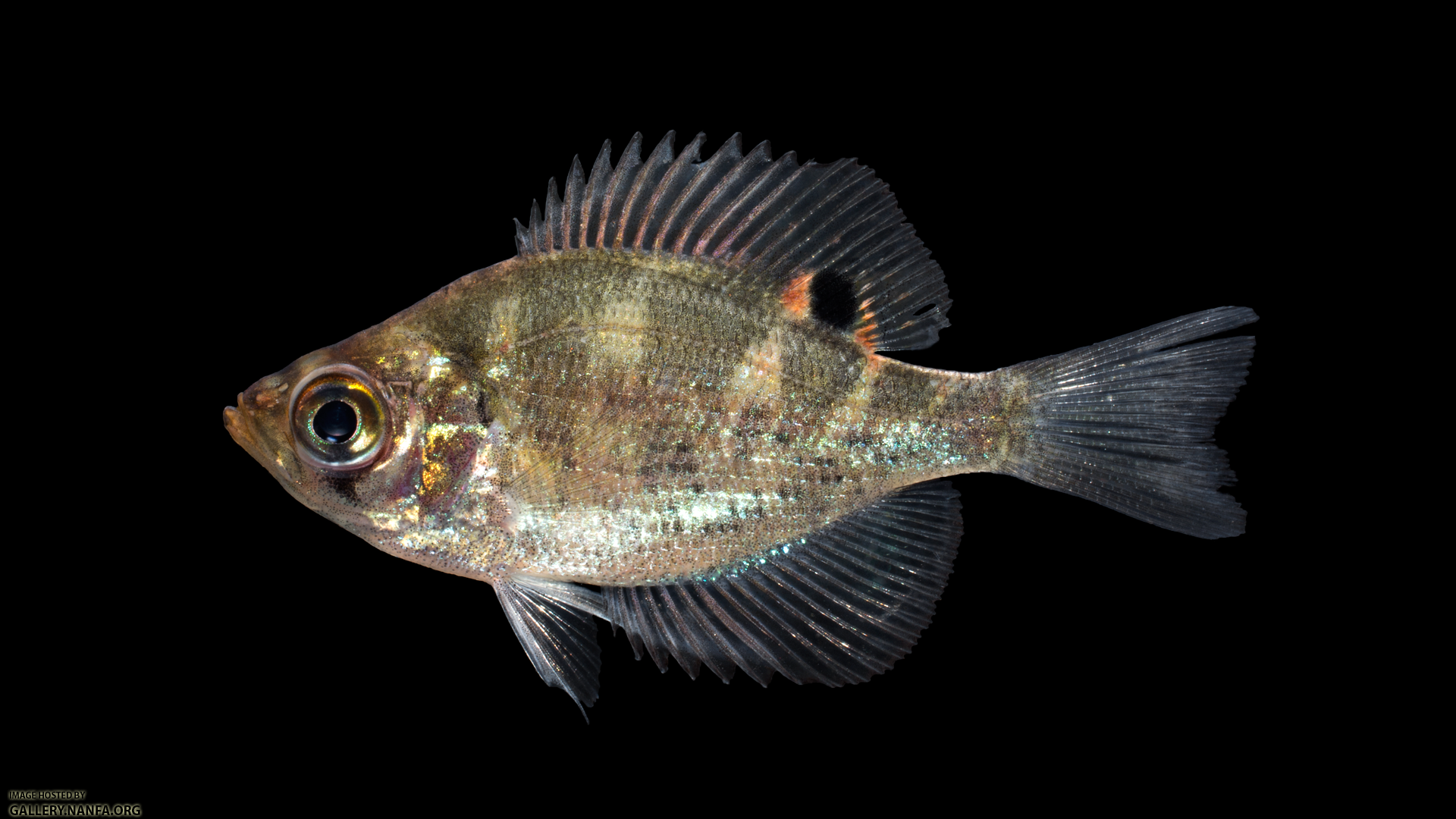 Centrarchus-macropterus-juvenile.png