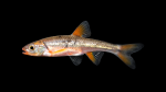 Minnows - Cyprinidae