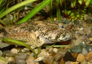 Northern Mottled Sculpin