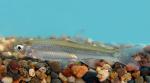 Emerald Shiner - Notropis atherinoides