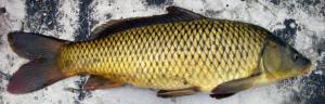 Cyprinus carpio