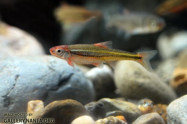 Male Tennessee shiner