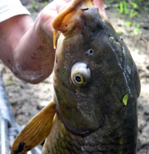 Common Carp