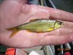 Golden Shiner - Notemigonus crysoleucas