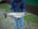 Grass Carp - Ctenopharyngodon idella