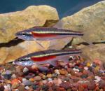 Redside Dace - Clinostomus elongatus