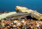 Sand Shiner - Notropis stramineus